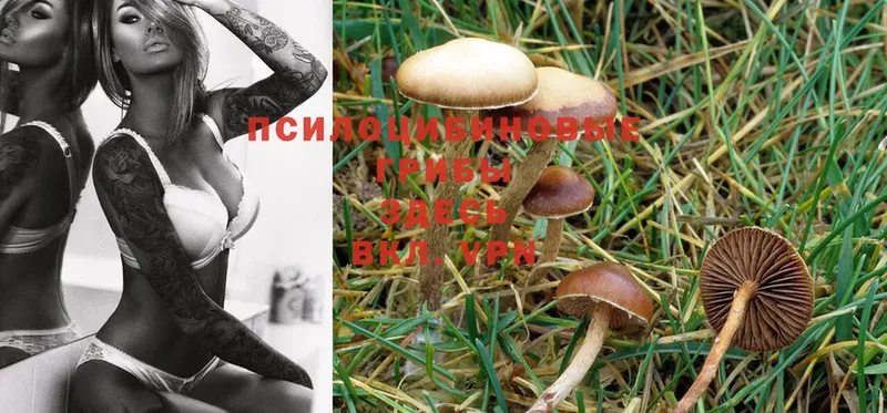 Псилоцибиновые грибы Psilocybe  Мышкин 